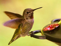 Kolibri