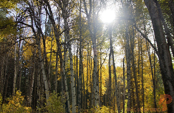 Sun in the Woods