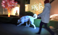 Walk