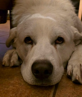 Ollie