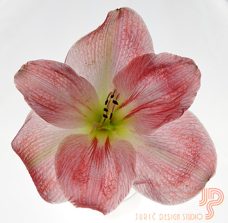 #10 Amaryllis