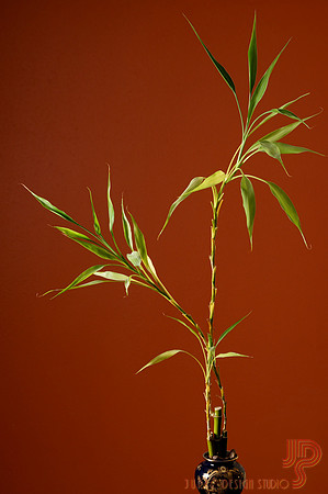 #22 Our Lucky Bamboo