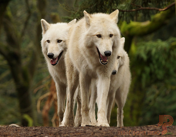 #29 Gray Wolves