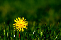 Project 365