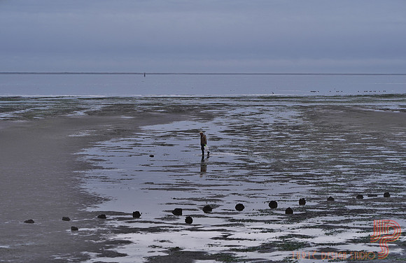 Low tide clam digger