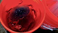 #NOT_AT_HOME_SIGHTS: Bucketful of freshly caught crabs