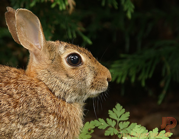 Momma Rabbit :(