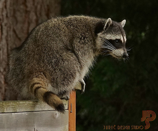 Raccoon