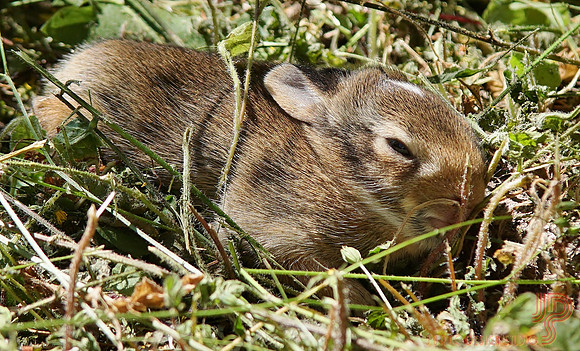 Bunny