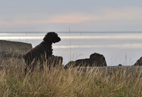 Watcher