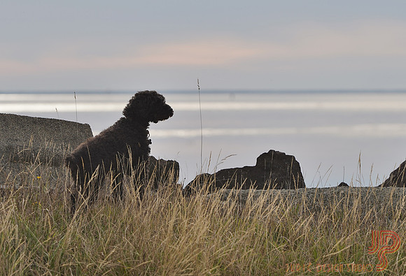 Watcher