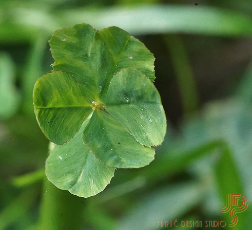 Many Leaf Clover