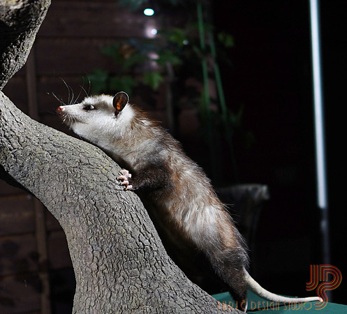 'Possum