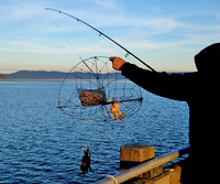 #NOT_AT_HOME_SIGHTS: Catching crabs