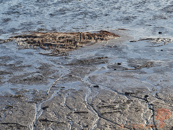 Low tide