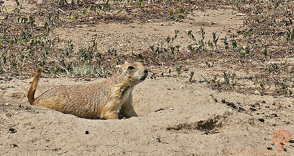 Prairie dog
