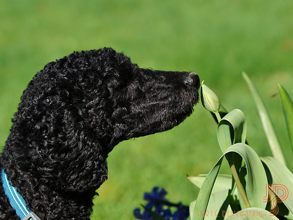 Sniff