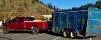 #NOT_AT_HOME_SIGHTS: Horse transportation at the parking
