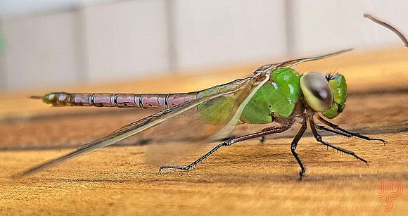 Almost 4" Dragonfly