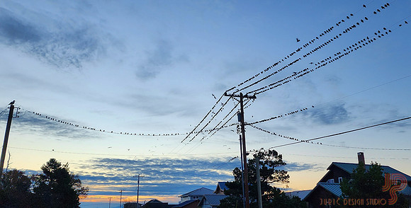 Birds, birds, birds...