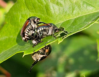 June bug sex?