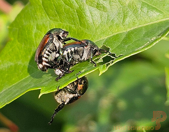 June bug sex?