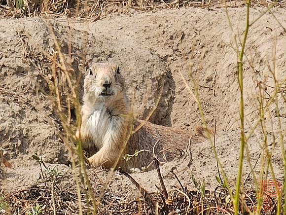 Prairie dog