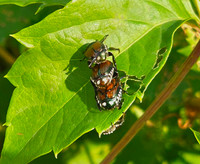 June bug shadows