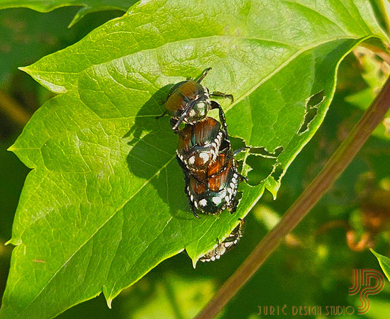 June bug shadows