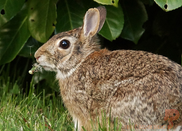 Flower Eater