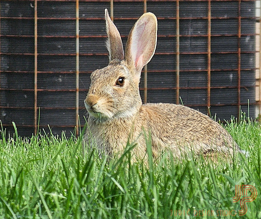 Zeka