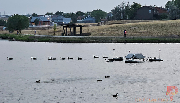Ducks are defending a fort